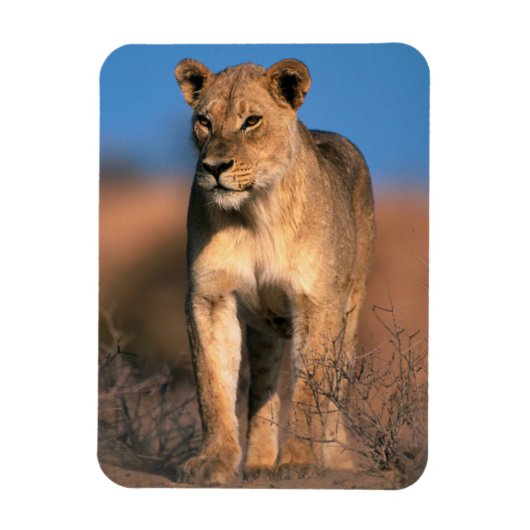 Beeltenis: Lioness (Panthera Leo) Magneet (Verticaal)