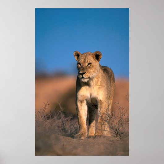 Beeltenis: Lioness (Panthera Leo) Poster (Voorkant)