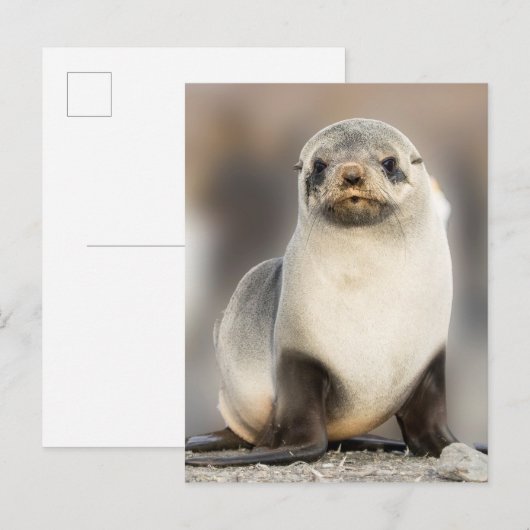 Beeltenis: Seal Pup on the Beach Briefkaart (Voorkant / Achterkant)