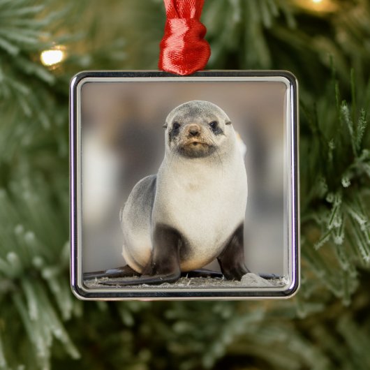 Beeltenis: Seal Pup on the Beach Metalen Ornament (Boom)