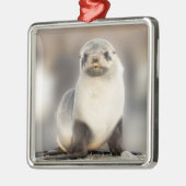 Beeltenis: Seal Pup on the Beach Metalen Ornament (Links)