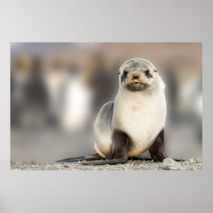 Beeltenis: Seal Pup on the Beach Poster