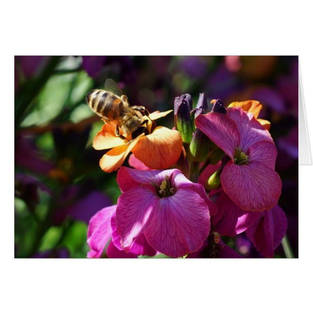 Bee'n Beauty (Voorkant Horizontaal)