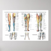 Been Nerve Innervation of Lower Extremities Poster (Voorkant)
