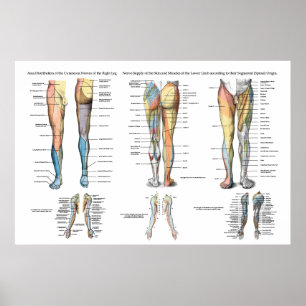 Been Nerve Innervation of Lower Extremities Poster