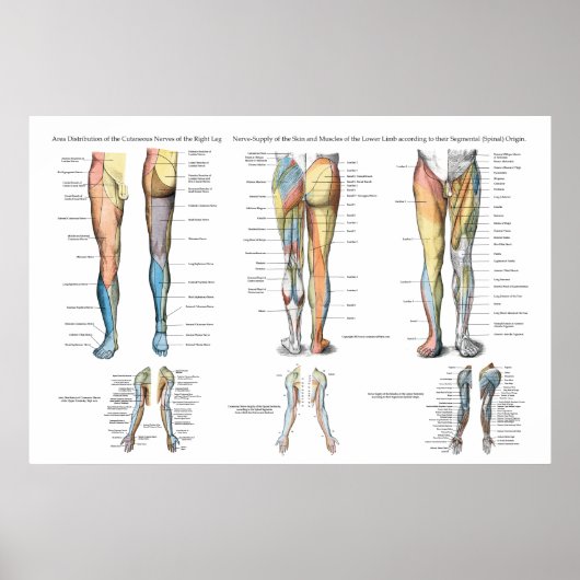 Been Nerve Innervation of Lower Extremities Poster (Voorkant)