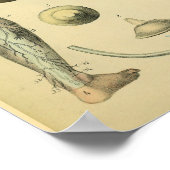 Been Nerves Anatomy  Medical Art Afdrukken Poster (Hoek)