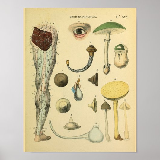 Been Nerves Anatomy  Medical Art Afdrukken Poster (Voorkant)