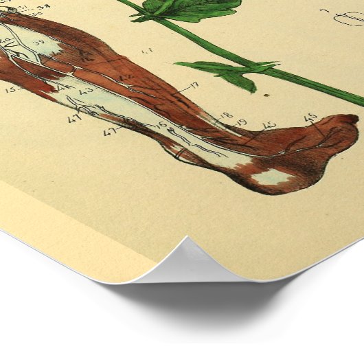 Been Nerves Muscles Medical Anatomy Art Afdrukken Poster (Hoek)