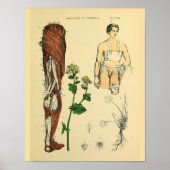 Been Nerves Muscles Medical Anatomy Art Afdrukken Poster (Voorkant)