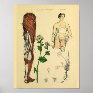 Been Nerves Muscles Medical Anatomy Art Afdrukken Poster