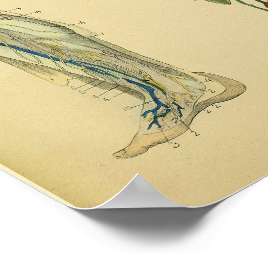Beenlymfatica Veins Anatomy Vinatge Art Afdrukken Poster (Hoek)