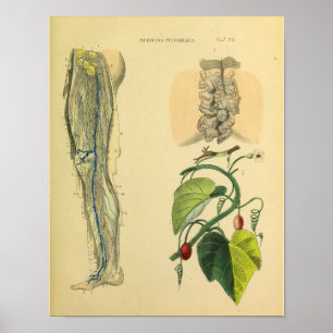 Beenlymfatica Veins Anatomy Vinatge Art Afdrukken Poster