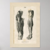 Beenspieren  anatomie Afdrukken Poster (Voorkant)