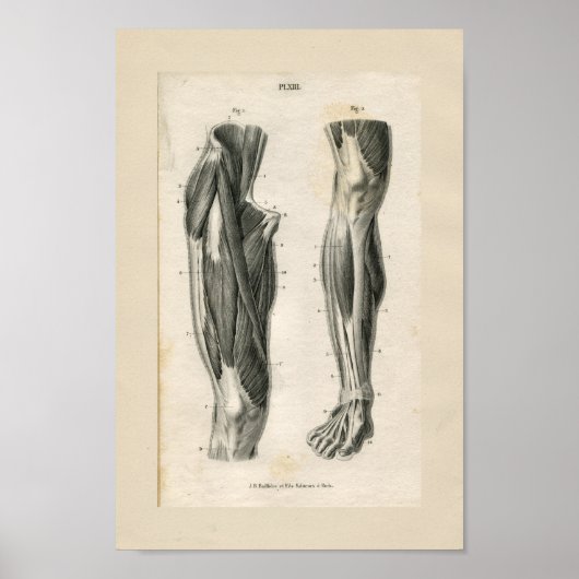 Beenspieren  anatomie Afdrukken Poster (Voorkant)