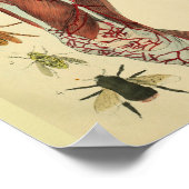 Beenspieren Arteries Bijen Anatomie Kunst Afdrukke Poster (Hoek)