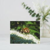 Beeog Briefkaart (Staand voorkant)