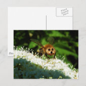 Beeog Briefkaart (Voorkant / Achterkant)