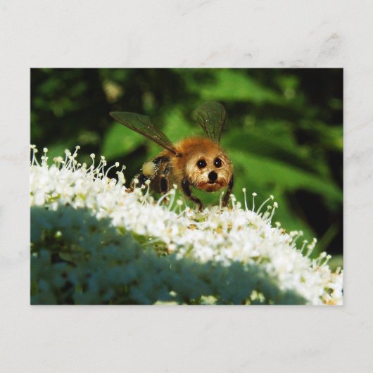 Beeog Briefkaart (Voorkant)