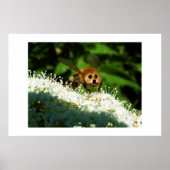 Beeog Poster (Voorkant)