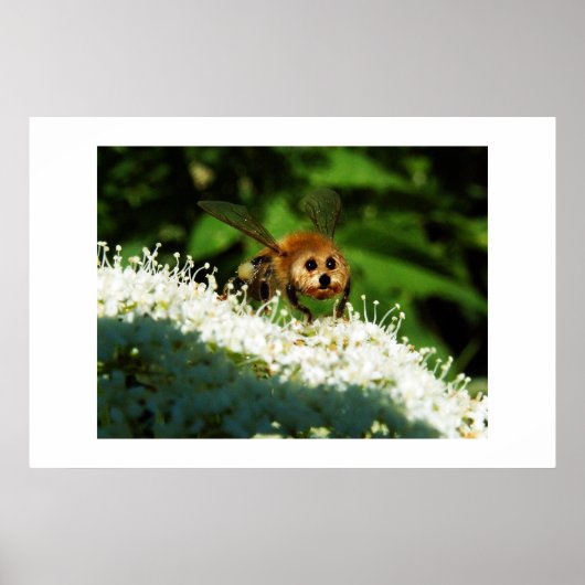 Beeog Poster (Voorkant)