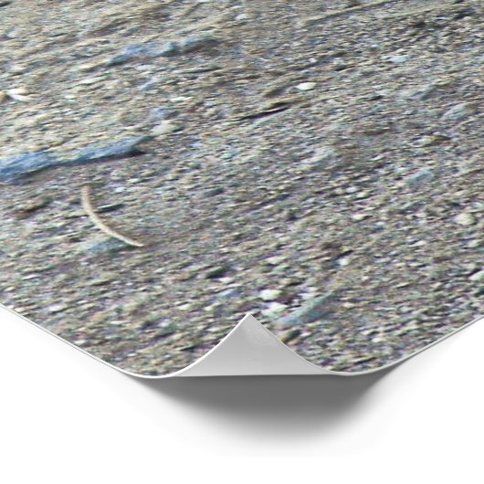 Beep Beep Roadrunner Poster (Hoek)