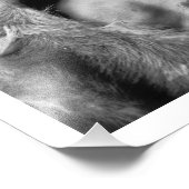 Beer Belly - An Arikara Medicine Man Foto Afdruk (Hoek)