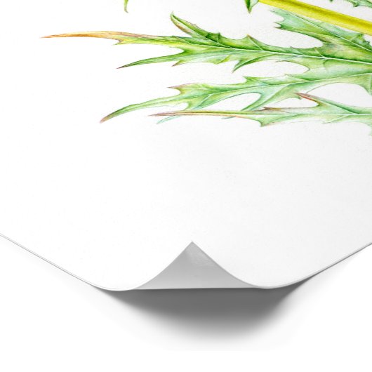 Beer breeches Acanthus molis waterverf art Poster (Hoek)