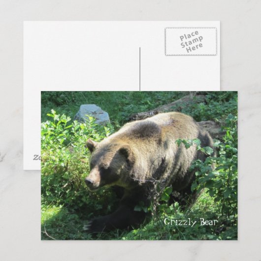 Beer Briefkaart (Voorkant / Achterkant)