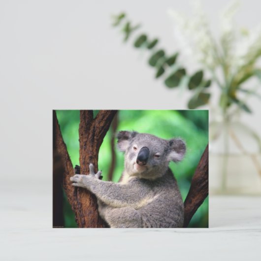 Beer briefkaart-Koala Briefkaart (Staand voorkant)