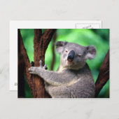 Beer briefkaart-Koala Briefkaart (Voorkant / Achterkant)