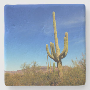 Beer Canyon - Saguaro cactus, vierkant onderzetter