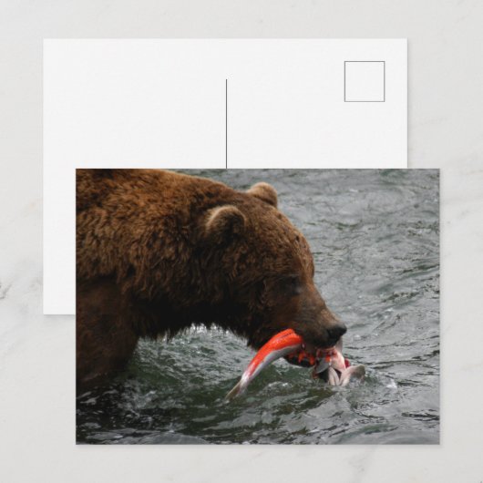 Beer close-up, Brooks Herfsten Alaska Briefkaart (Voorkant / Achterkant)