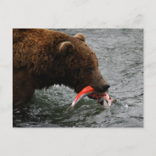 Beer close-up, Brooks Herfsten Alaska Briefkaart