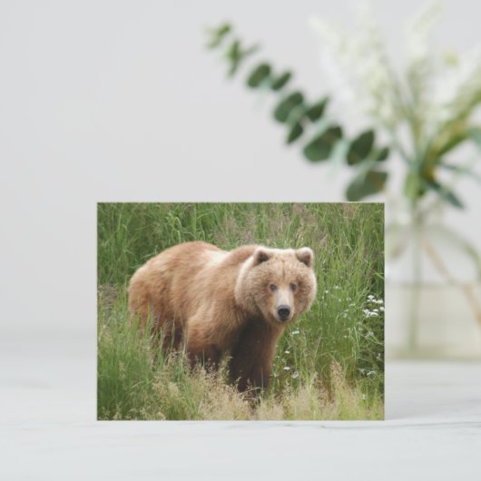 Beer close-up, Brooks Herfsten Alaska Briefkaart (Staand voorkant)