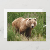 Beer close-up, Brooks Herfsten Alaska Briefkaart (Voorkant / Achterkant)