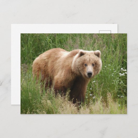 Beer close-up, Brooks Herfsten Alaska Briefkaart (Voorkant / Achterkant)