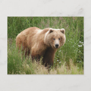 Beer close-up, Brooks Herfsten Alaska Briefkaart
