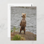 Beer close-up, Brooks Herfsten Alaska Briefkaart (Voorkant / Achterkant)