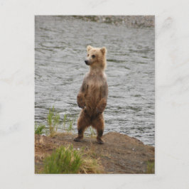 Beer close-up, Brooks Herfsten Alaska Briefkaart