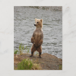 Beer close-up, Brooks Herfsten Alaska Briefkaart