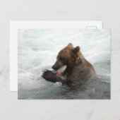 Beer close-up, Brooks Herfsten Alaska Briefkaart (Voorkant / Achterkant)