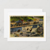 Beer Dens Washington Park Portland Oregon  Briefkaart (Voorkant / Achterkant)