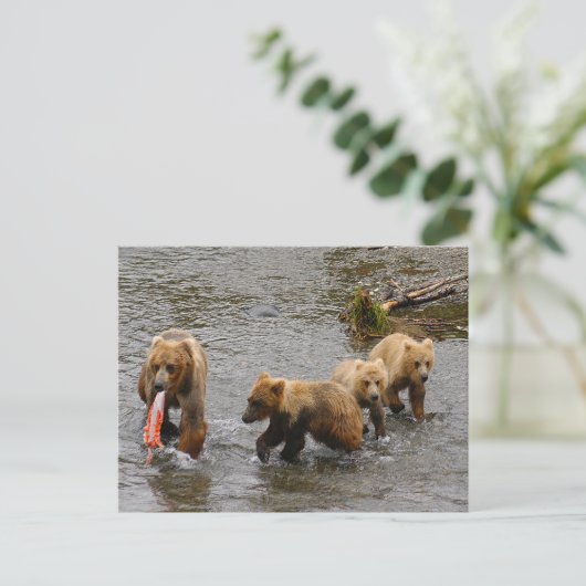 Beer en 3 welpen, Brooks Herfsten Alaska Briefkaart (Staand voorkant)