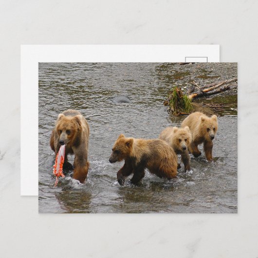 Beer en 3 welpen, Brooks Herfsten Alaska Briefkaart (Voorkant / Achterkant)
