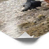 Beer en foto's van grizzly foto afdruk (Hoek)