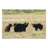 Beer en kubussen foto afdruk (Voorkant)