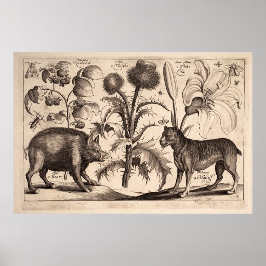 Beer en Mastiff Poster (Voorkant)