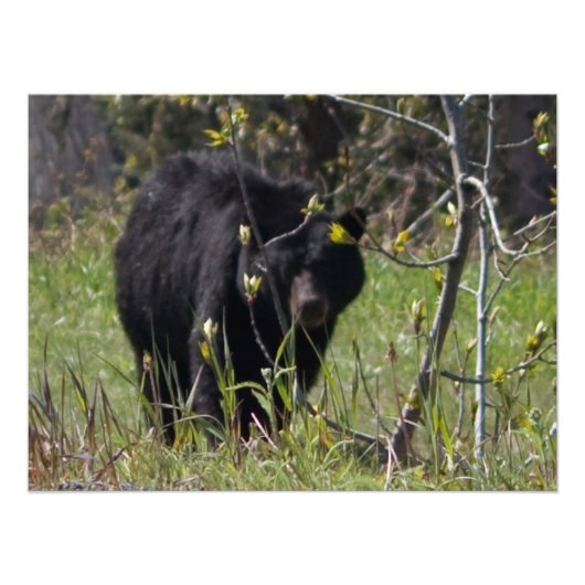 Beer Foto Afdruk (Voorkant)