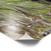 Beer Foto Afdruk (Hoek)